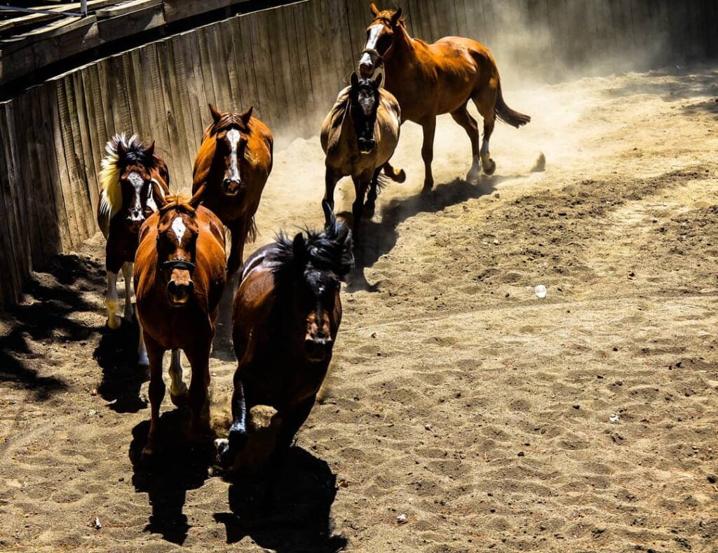 Caballos en trilla a yegua suelta - Agencia Fanky - Arturo Ledezma