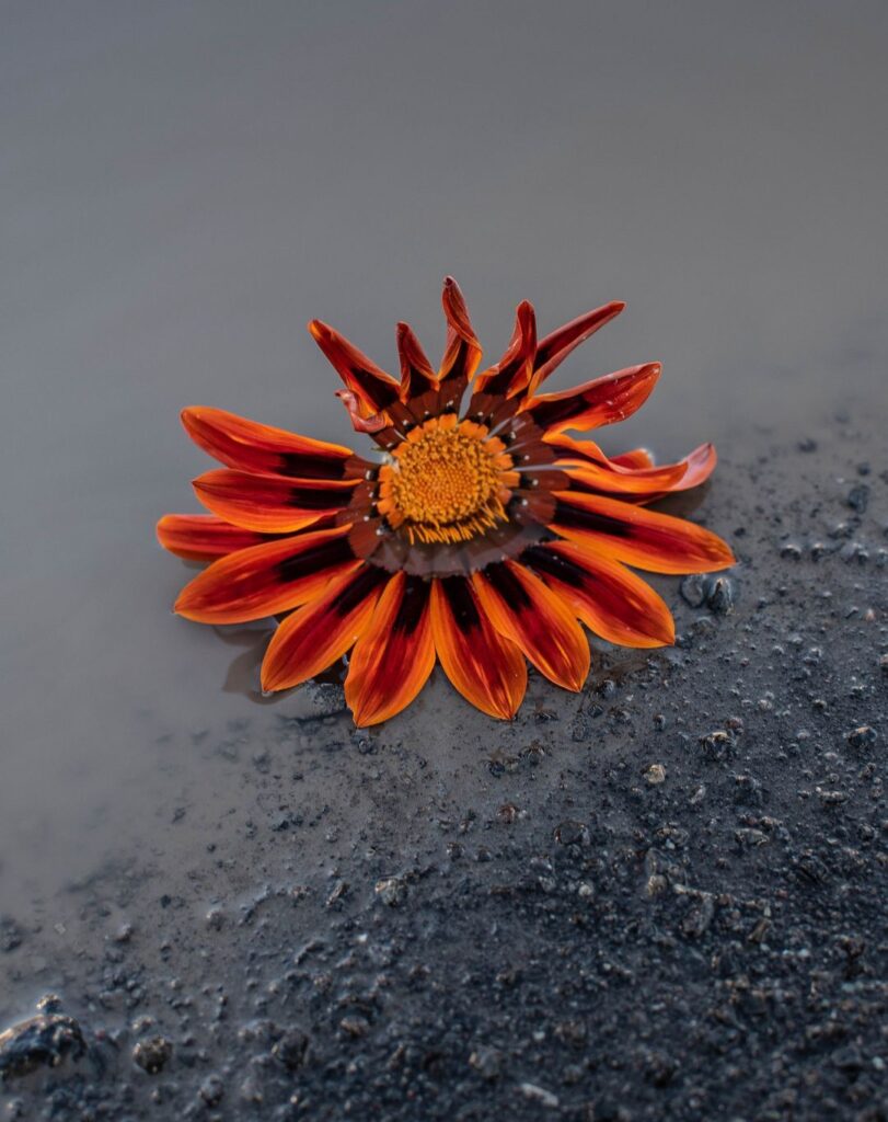 Flores cortadas después de la lluvia - fotografía urbana - Agencia Fanky - Arturo Ledezma