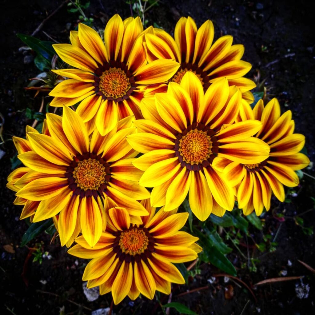 Flores en la calle - Agencia Fanky - Arturo Ledezma